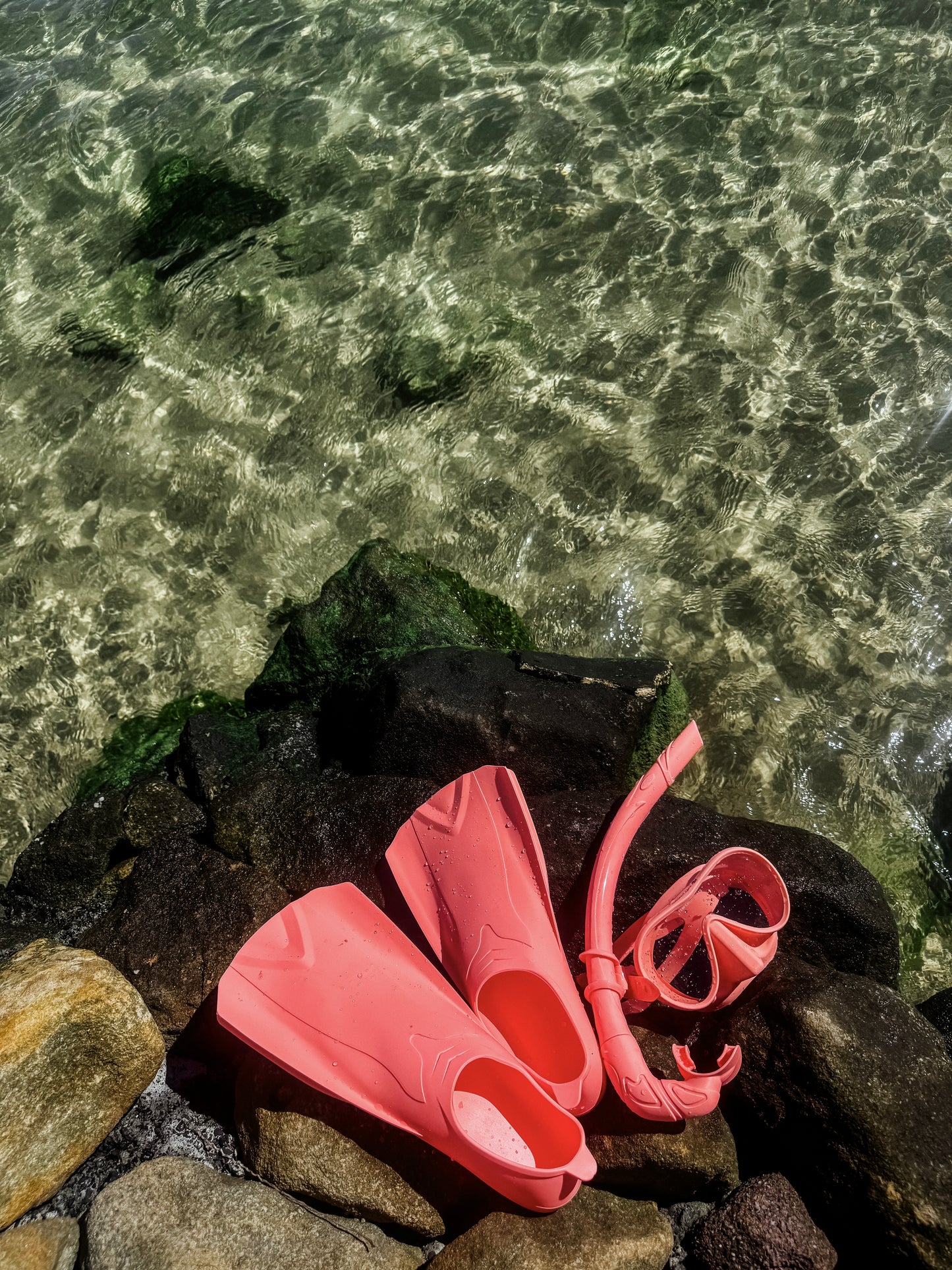 Reef Fins - Guava
